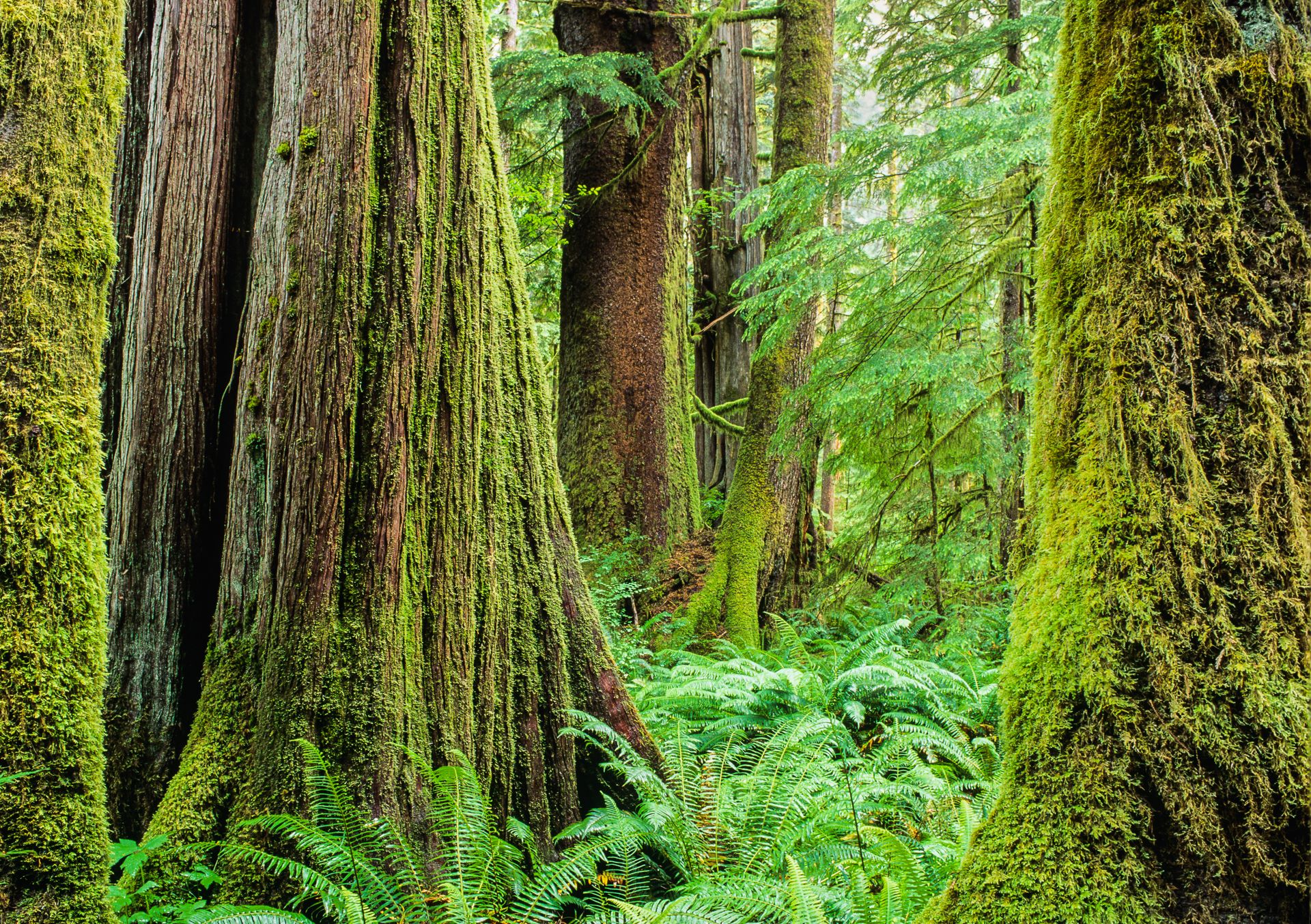 Forest image Forest image